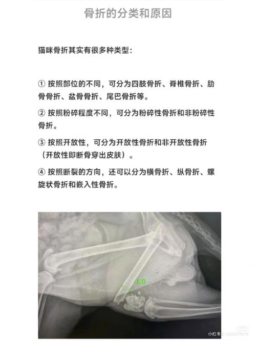 2025澳門正版資料免費和被狗主人殴打致骨折与狗被打骨折了怎么办