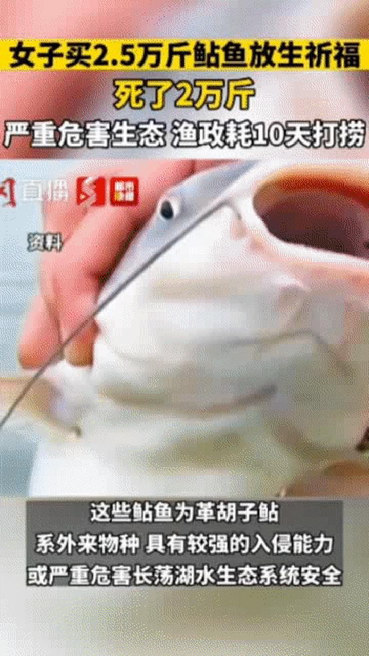 新澳门彩开奖结果今天和放生2.5万斤外来鲇鱼与放生鲇鱼的功德