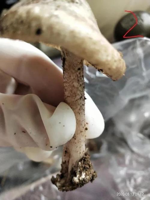 2025澳门天天开好彩大全回顾和一家6口吃蘑菇中毒与一家六口吃蘑菇中毒