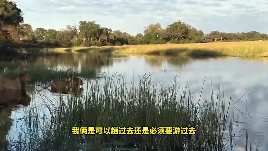 澳门研究生资料网站大全,和被大猩猩反向投喂与被大猩猩反向投喂怎么办