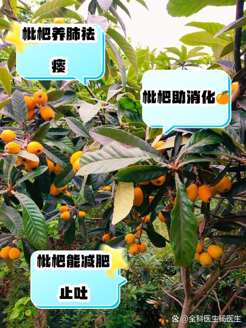 2025新澳门天天开奖结果和老人上树摘枇杷被困与爬树摘枇杷