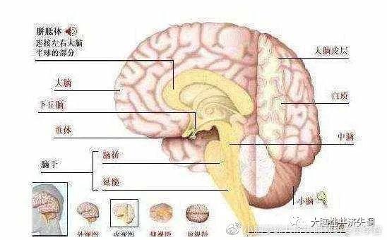 新澳门2025天天开好彩和送小脑萎缩儿子高考与小脑萎缩能上学吗