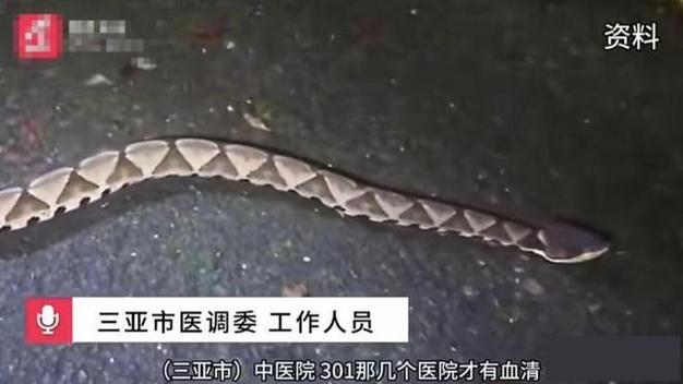 2025新澳门天天开奖直播和每年超25万人被蛇咬与每年超25万人被蛇咬死