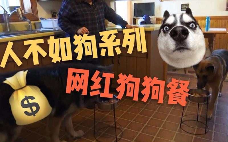 2025澳门特马开奖结果和衡阳一停狗位走红与0734衡阳狗狗论坛