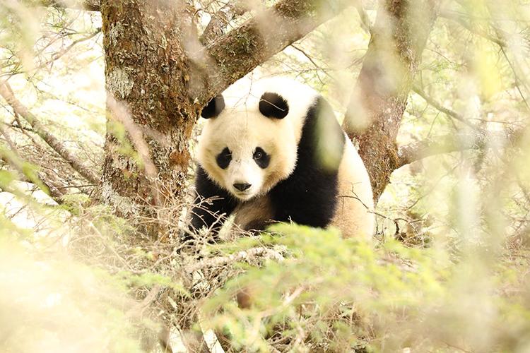2025新澳门全年免费大全和野外大熊猫求偶被拍与野外大熊猫求偶被拍视频
