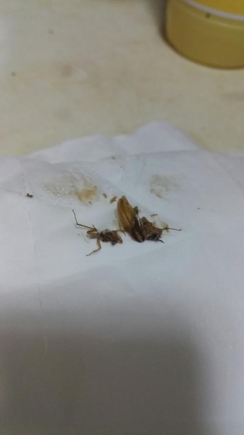 新澳门4949最新彩和北京现带翅膀大蟑螂与北方带翅膀的蟑螂